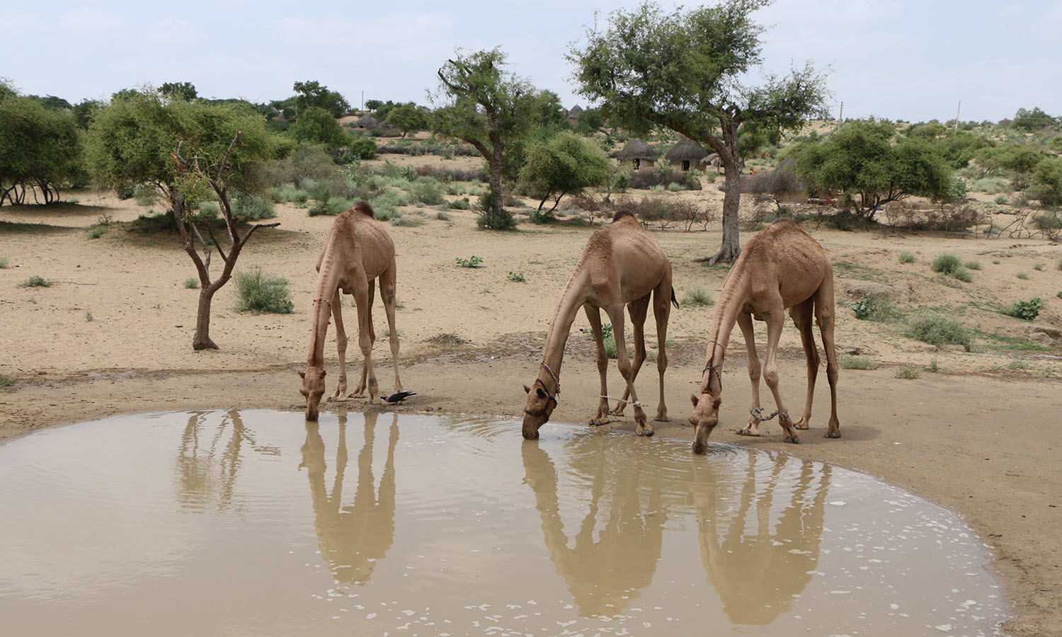Climate impact